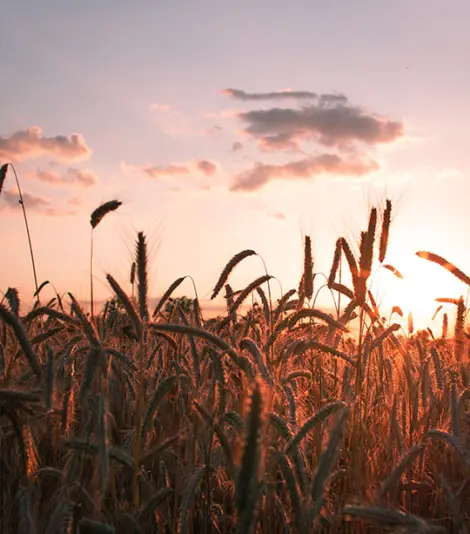 Agricultural field photo